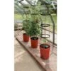 Tomatentoren Met Bewateringssysteem - 150 Cm -Tuinwinkel 1519073837 1 600