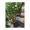 Gronddoek Met Openingen Voor Tomaten - 60 Cm × 5 M 1 Gronddoek Met Openingen Voor Tomaten - 60 Cm × 5 M -Tuinwinkel gronddoek tomaten 60 cm x 5 m 1513847223 1 600