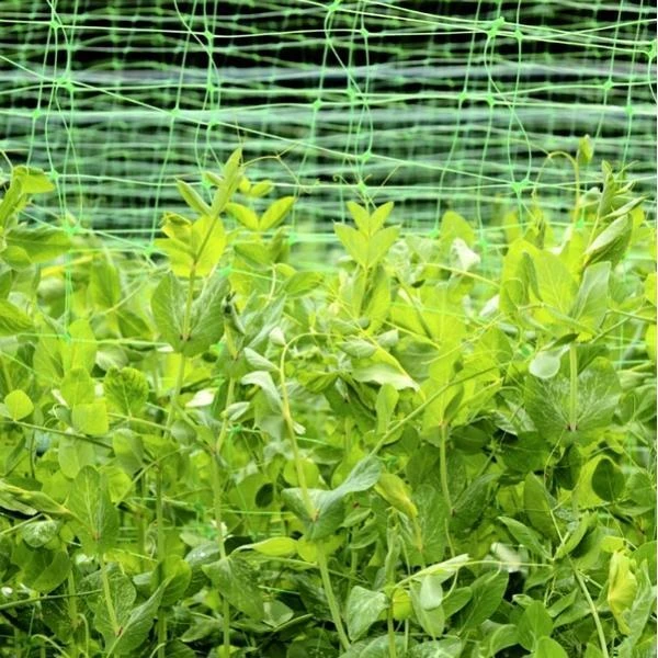 Erwten En Bonen Klimgaas 1,7 × 4 M 3 Erwten En Bonen Klimgaas 1,7 × 4 M