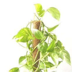 Kokos Kamerplantensteun - Plantstok Ø 45 Mm × 1,5 M 9 Kokos Kamerplantensteun - Plantstok Ø 45 Mm × 1,5 M -Tuinwinkel kokos plantstok 45 mm x 15 m 1622714996 4 600