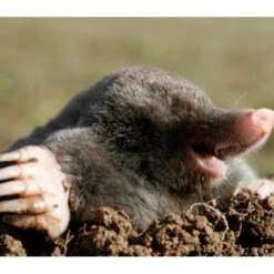 BSI Anti-mollengranulaat 600 G -Tuinwinkel mollen vrij granulaat 600 g 1547720184 1 600