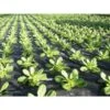Mulchvlies - Aardbeifolie 1,5 M × 5 M 2 Mulchvlies - Aardbeifolie 1,5 M × 5 M -Tuinwinkel mulchvlies 15 m x 5 m 1484065526 1 600