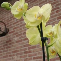 Orchideeënclips - Set Van 10 Stuks -Tuinwinkel orchideenclips 1487329046 0 600