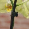 Orchideeënclips - Set Van 10 Stuks -Tuinwinkel orchideenclips 1487329047 1 600