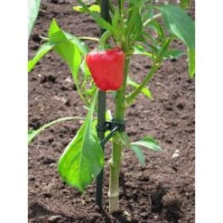 Plantenbinder - Rubber 18 Cm Groen - Set Van 15 Stuks -Tuinwinkel plantenbinder rubber 18 cm groen 1672759364 3 600