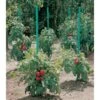 Plantensteun Voor Tomaten Met Waterreserve - 180 Cm 1 Plantensteun Voor Tomaten Met Waterreserve - 180 Cm -Tuinwinkel plantsteun voor tomaten met waterreserve 1m80 1602162794 1 600