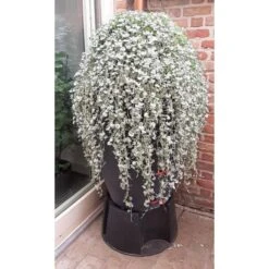 Regenton Antraciet - 360 Liter -Tuinwinkel regenton antraciet 360 liter 1566069314 1 600